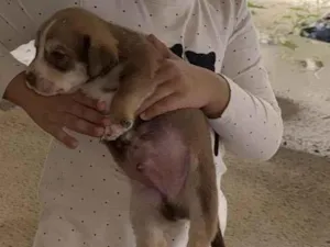 Cachorro raça SRD-ViraLata idade Abaixo de 2 meses nome Não tem