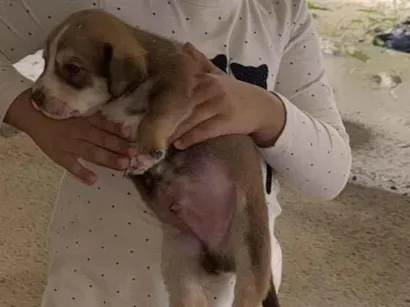 Cachorro raça SRD-ViraLata idade Abaixo de 2 meses nome Não tem