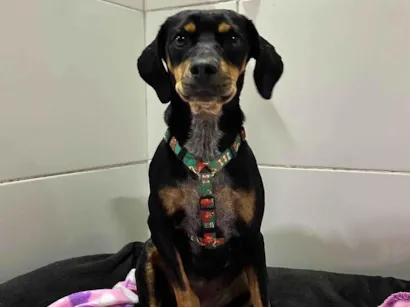 Cachorro raça SRD-ViraLata idade 2 anos nome Dori 