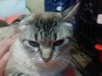 Gato raça SRD- idade 3 anos nome Milena Júlia