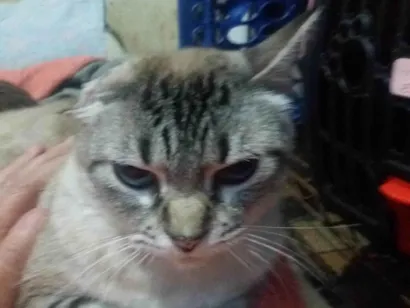 Gato raça SRD- idade 3 anos nome Milena Júlia