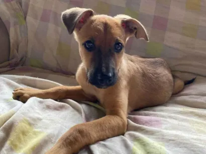 Cachorro raça SRD-ViraLata idade 2 a 6 meses nome Safira 