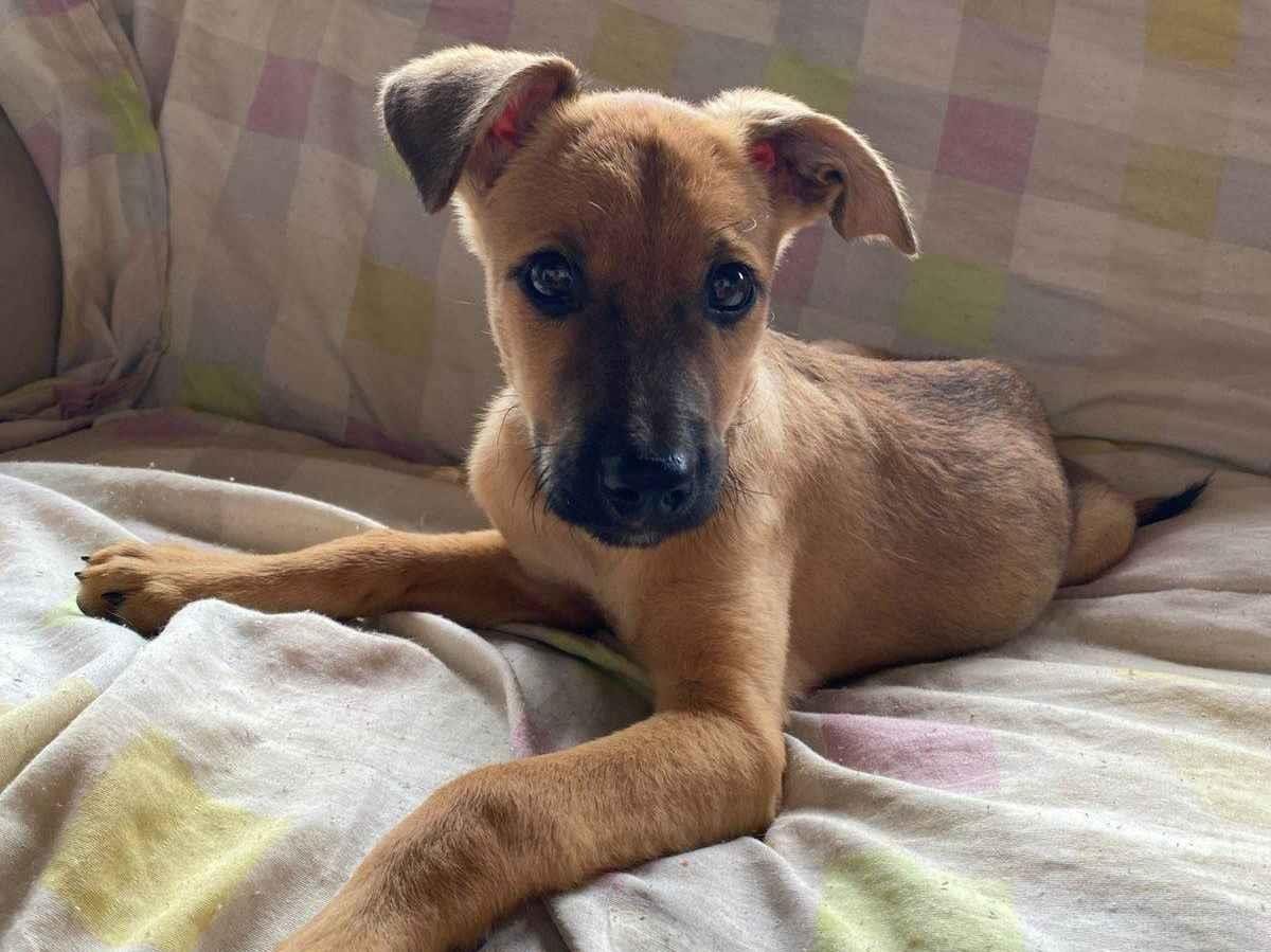 Cachorro ra a SRD-ViraLata idade 2 a 6 meses nome Safira 