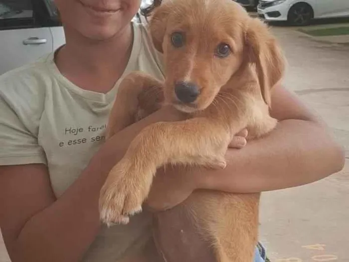 Cachorro ra a SRD-ViraLata idade 2 a 6 meses nome Melina 