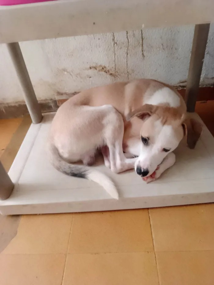 Cachorro ra a SRD-ViraLata idade 7 a 11 meses nome Bob zum 