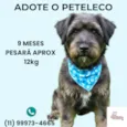 Peteleco