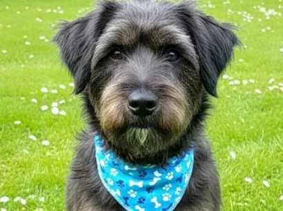 Cachorro raça SRD-ViraLata idade 7 a 11 meses nome Peteleco