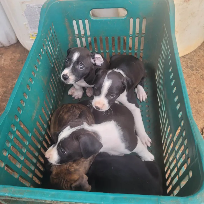 Filhotes de buldogue americano 