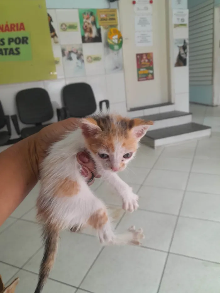Gato ra a SRD-ViraLata idade Abaixo de 2 meses nome Adrielle Oliveira