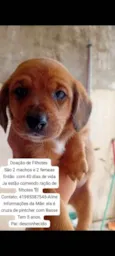 Doação de filhotes 