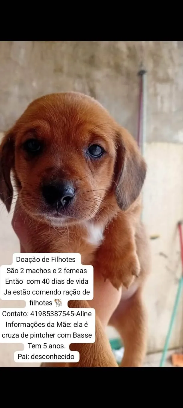 Cachorro ra a SRD-ViraLata idade Abaixo de 2 meses nome Doação de filhotes 