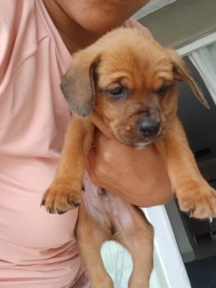Cachorro ra a SRD-ViraLata idade Abaixo de 2 meses nome Doação de filhotes 
