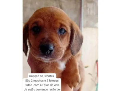 Cachorro raça SRD-ViraLata idade Abaixo de 2 meses nome Doação de filhotes 
