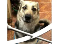 Cachorro ra a SRD-ViraLata idade 2 anos nome Lua