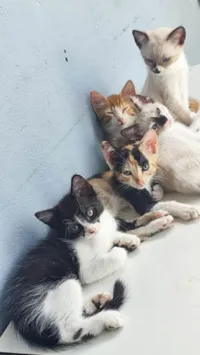 Gato ra a SRD-ViraLata idade 2 a 6 meses nome Não tem nome 