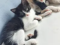 Gato ra a SRD-ViraLata idade 2 a 6 meses nome Não tem nome 