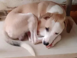 Cachorro raça SRD-ViraLata idade 7 a 11 meses nome Bob zum 