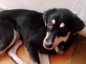 Cachorro raça SRD-ViraLata idade 7 a 11 meses nome Preta 