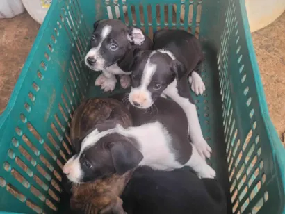 Cachorro raça Bulldog idade Abaixo de 2 meses nome Filhotes de buldogue americano 