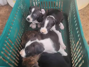 Filhotes de buldogue americano