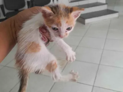 Gato raça SRD-ViraLata idade Abaixo de 2 meses nome Adrielle Oliveira