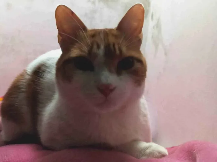 Gato raça SRD-ViraLata idade 2 anos nome Lucky