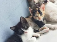 Gato raça SRD-ViraLata idade Abaixo de 2 meses nome Não tem nome