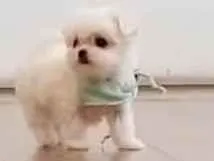 Cachorro raça Maltês idade Abaixo de 2 meses nome Riana Maira Ramos Dos Santos 