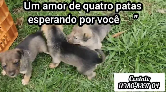 Cachorro ra a SRD-ViraLata idade Abaixo de 2 meses nome Sem nome