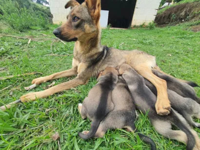 Cachorro raça SRD-ViraLata idade 2 anos nome Tina