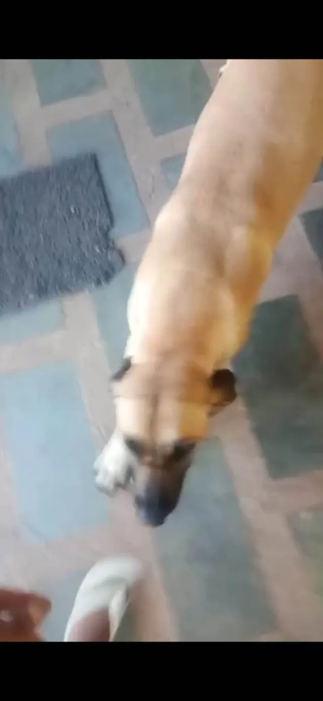 Cachorro ra a Fila idade 2 anos nome Janja