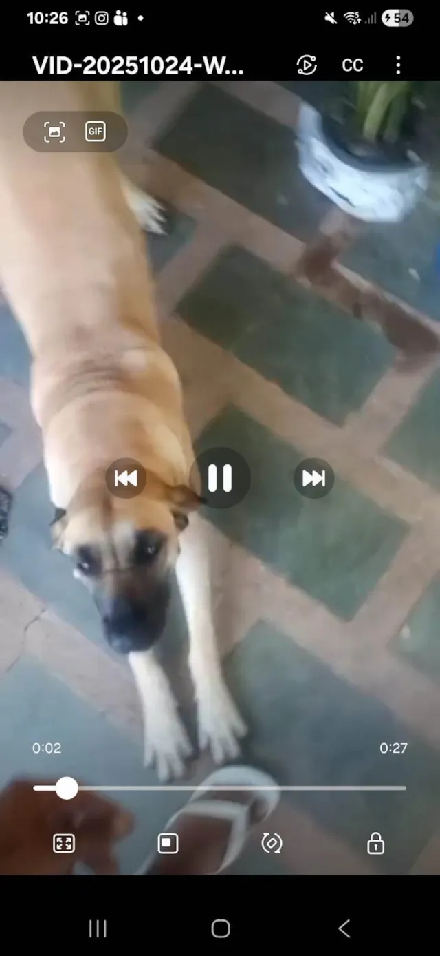 Cachorro ra a Fila idade 2 anos nome Janja