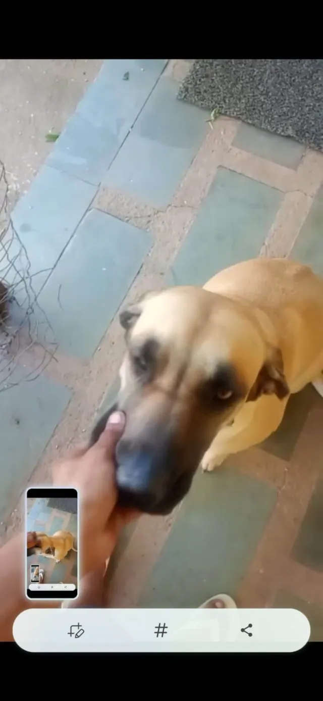 Cachorro ra a Fila idade 2 anos nome Janja