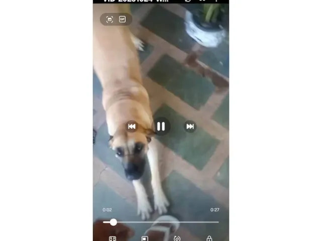 Cachorro ra a Fila idade 2 anos nome Janja