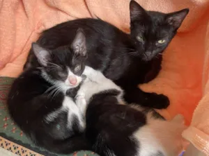 Gato raça SRD-ViraLata idade 2 a 6 meses nome Pretinho