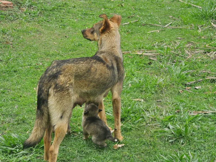 Cachorro ra a SRD-ViraLata idade 2 anos nome Tina