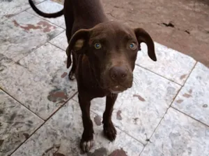 Cachorro raça SRD-ViraLata idade 2 a 6 meses nome Koda