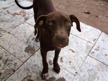 Cachorro raça SRD-ViraLata idade 2 a 6 meses nome Koda