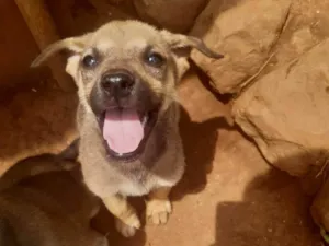 Cachorro raça Pastor Alemão idade 2 a 6 meses nome Pitoca