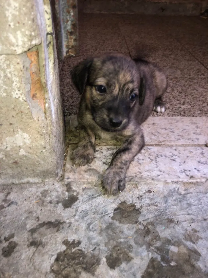 Cachorro ra a Pastor Alemão idade Abaixo de 2 meses nome Filhotes adoção 