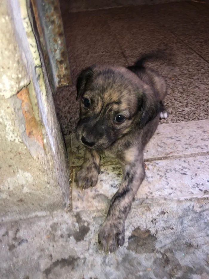 Cachorro ra a Pastor Alemão idade Abaixo de 2 meses nome Filhotes adoção 