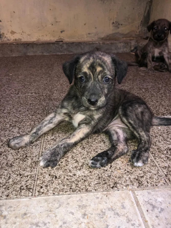 Cachorro ra a Pastor Alemão idade Abaixo de 2 meses nome Filhotes adoção 