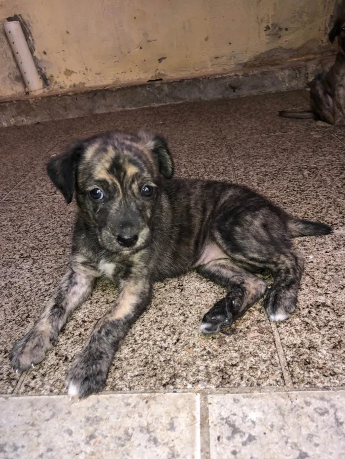 Cachorro ra a Pastor Alemão idade Abaixo de 2 meses nome Filhotes adoção 