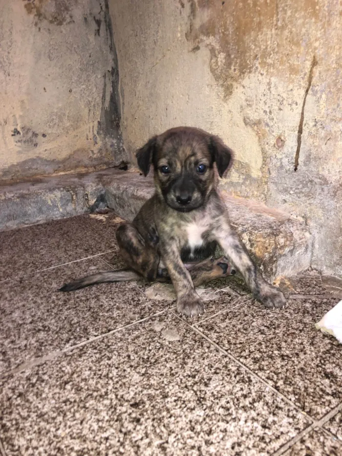 Cachorro ra a Pastor Alemão idade Abaixo de 2 meses nome Filhotes adoção 