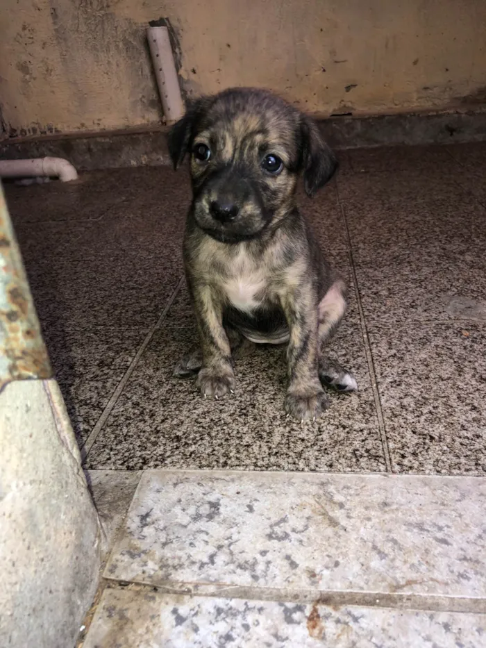 Cachorro ra a Pastor Alemão idade Abaixo de 2 meses nome Filhotes adoção 