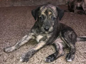 Cachorro raça Pastor Alemão idade Abaixo de 2 meses nome Filhotes adoção 