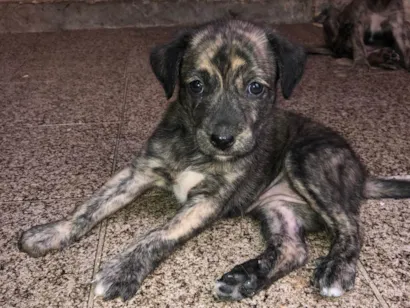 Cachorro raça Pastor Alemão idade Abaixo de 2 meses nome Filhotes adoção 