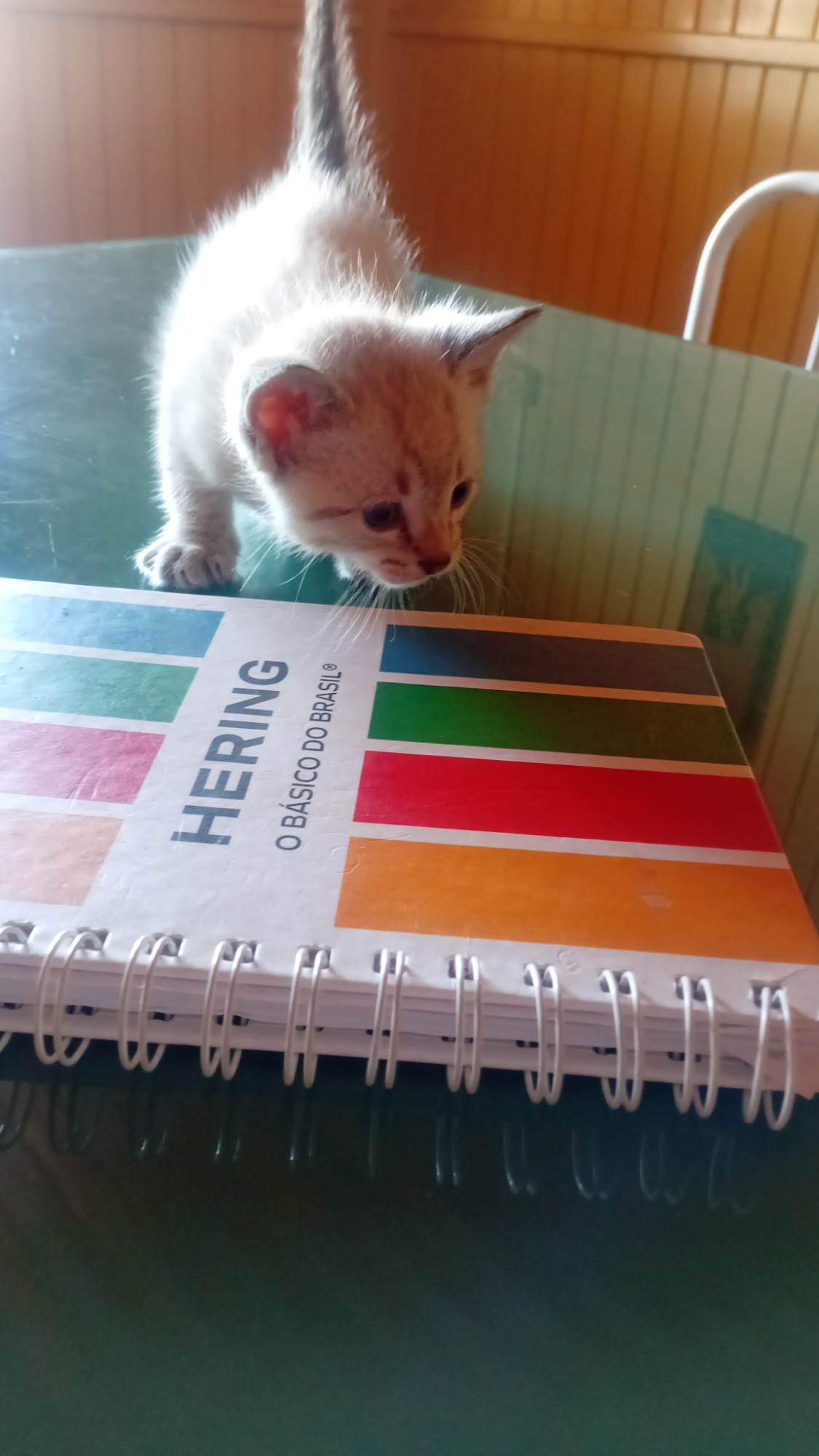 Gato ra a Siamês idade Abaixo de 2 meses nome Filhote