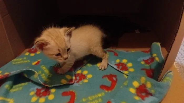 Gato ra a Siamês idade Abaixo de 2 meses nome Filhote