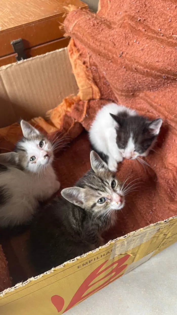 Gato ra a SRD-ViraLata idade 2 a 6 meses nome Gatinhos 